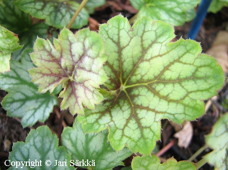 Heuchera 'Venus', tarhakeijunkukka